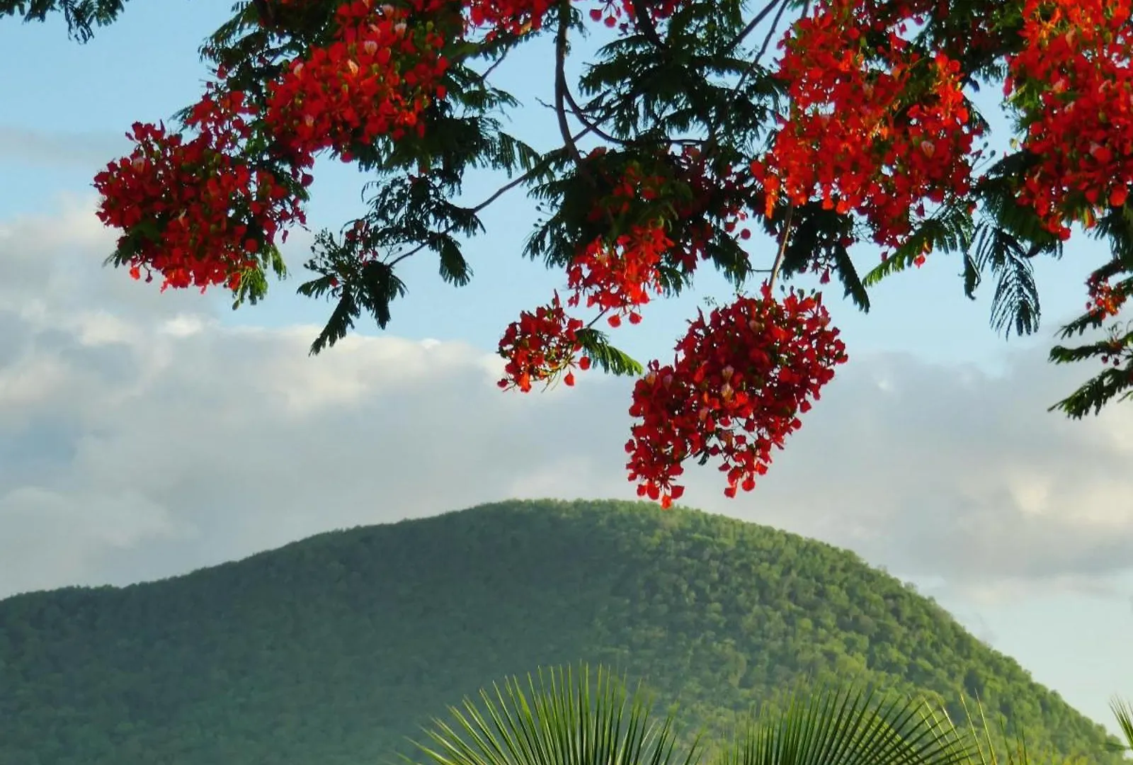 Studio Malacca, Malanga Et Majacudja - O Coeur De Deshaies Guadeloupe